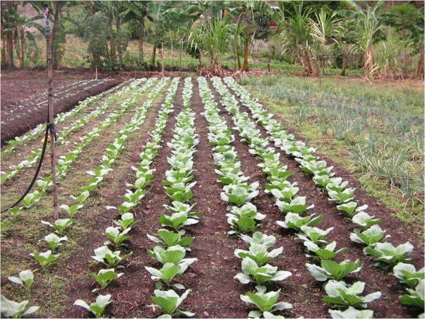 Trabajo agroambiental